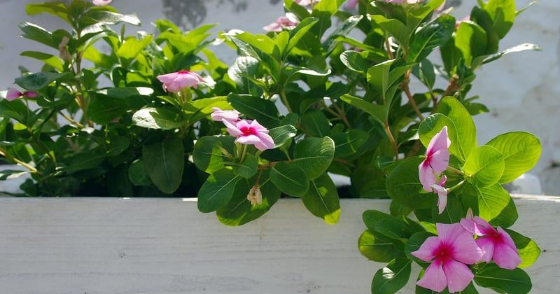 Fabriquer une jardinière en bois pour le balcon : le guide pas à pas