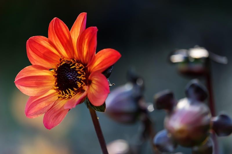 Créer un jardin vertical écoresponsable avec des matériaux recyclés en 2026